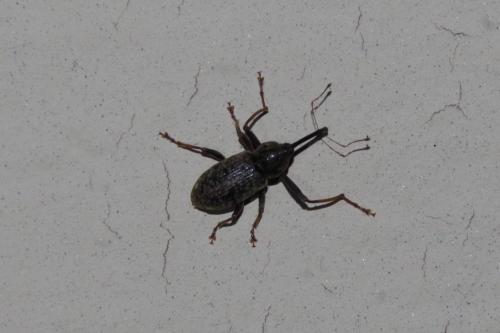 Réf. 224 641 : Dorytomus longimanus